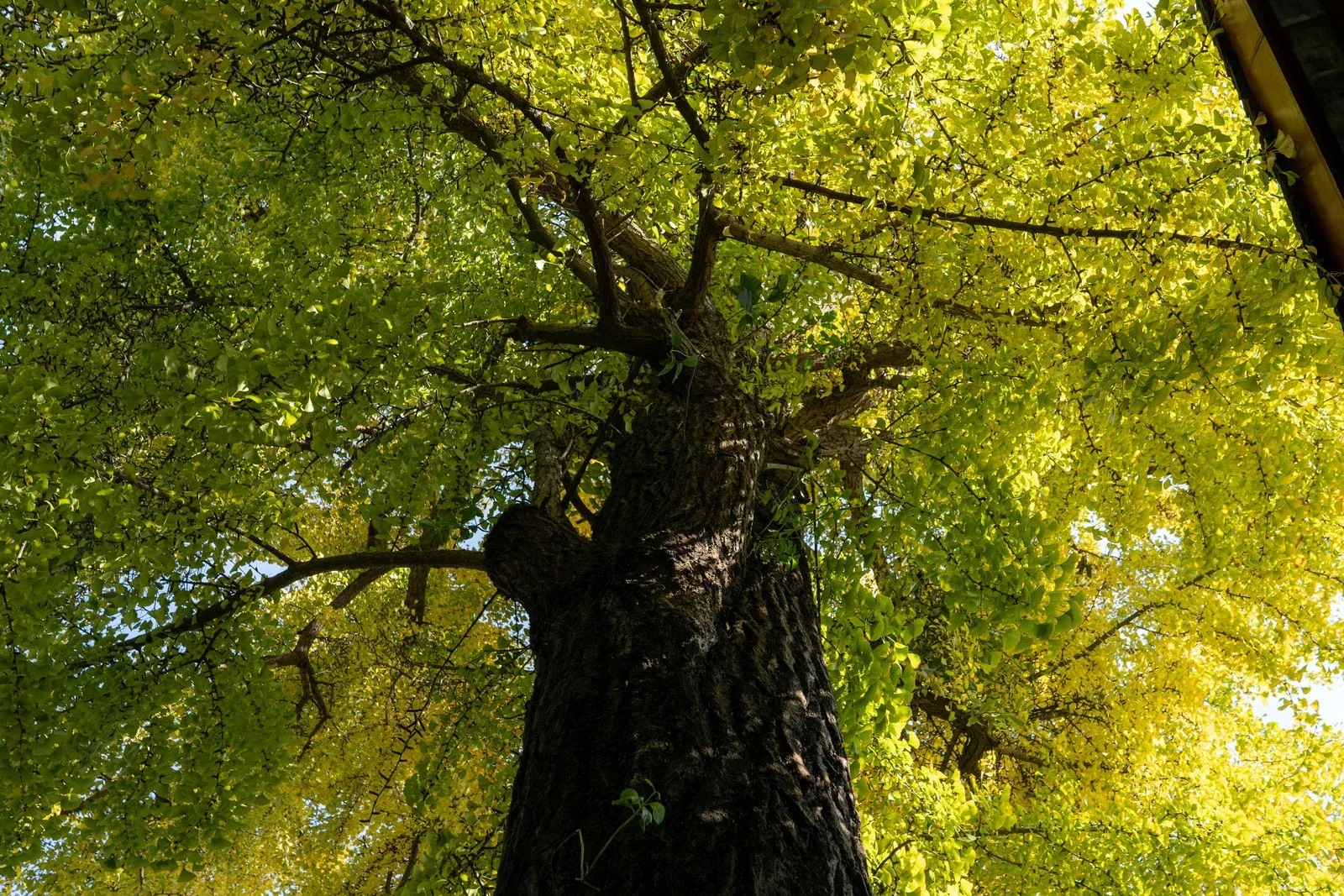 imgi_110_s2
